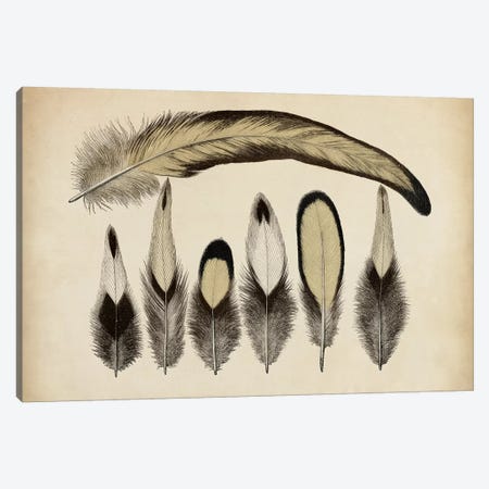 Vintage Feathers VII Canvas Print #WAG15} by World Art Group Portfolio Canvas Art Print