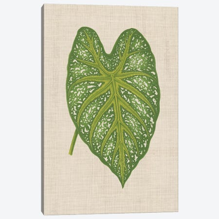 Leaves On Linen I Canvas Print #WAG165} by Unknown Artist Canvas Art Print
