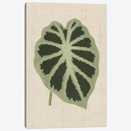 Leaves On Linen II Canvas Print #WAG166} by Unknown Artist Art Print