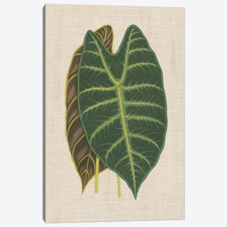 Leaves On Linen III Canvas Print #WAG167} by Unknown Artist Canvas Art Print
