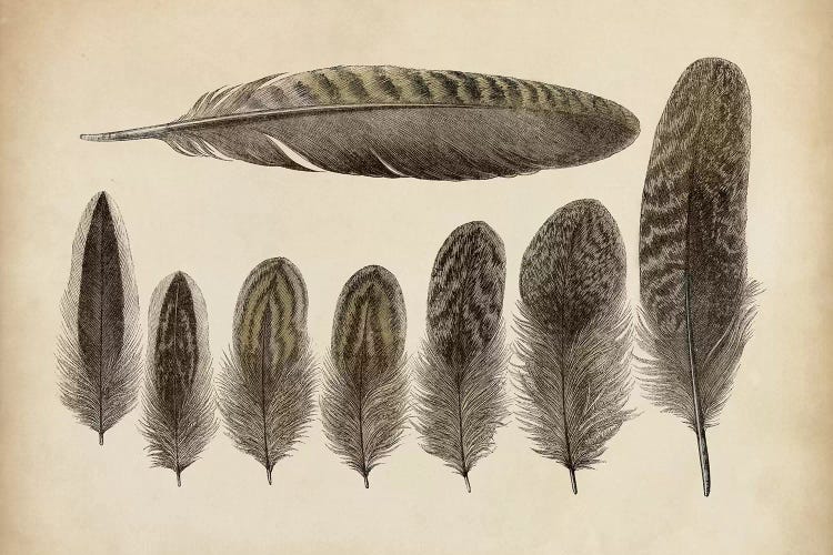 Vintage Feathers VIII