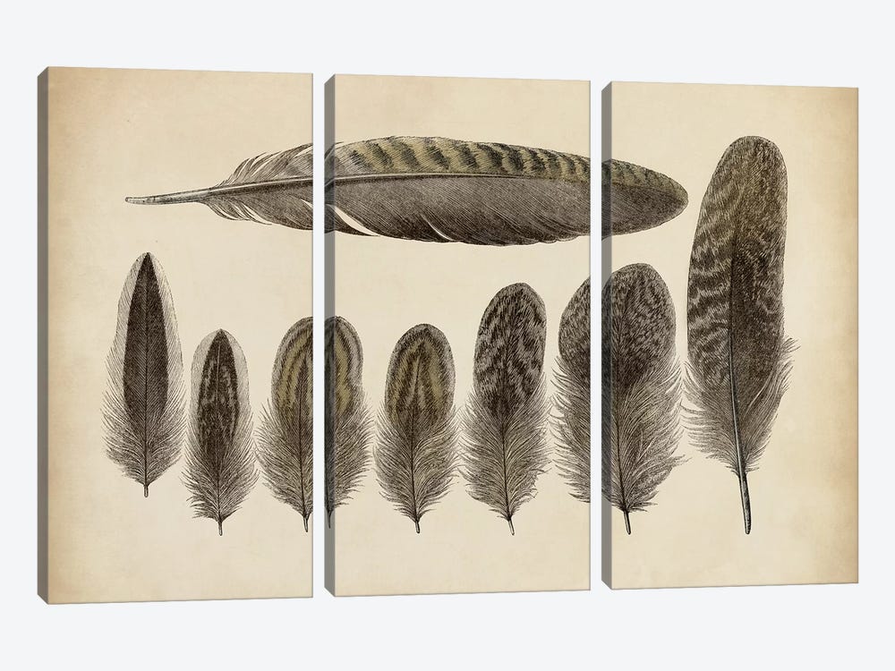 Vintage Feathers VIII by World Art Group Portfolio 3-piece Canvas Artwork