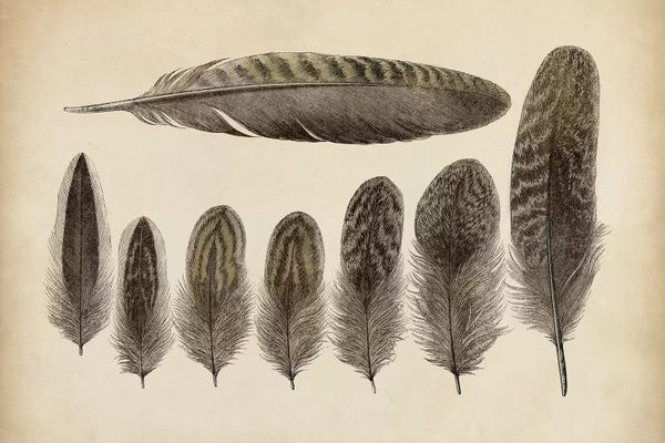 Vintage Feathers VIII
