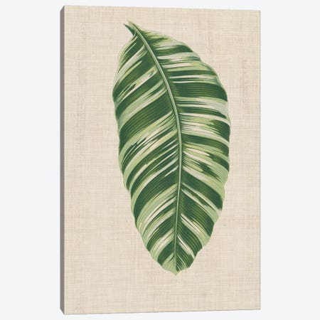 Leaves On Linen VI Canvas Print #WAG170} by Unknown Artist Canvas Art Print