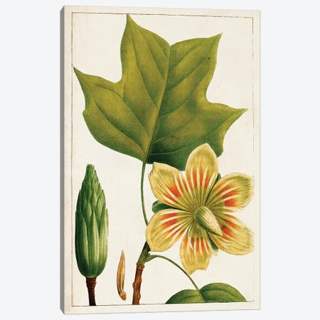 Antique Flowering Trees IV Canvas Print #WAG200} by World Art Group Portfolio Art Print