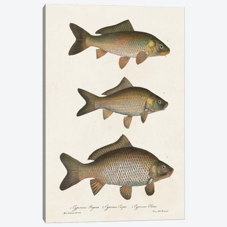 Species of Antique Fish I Canvas Print #WAG247} by World Art Group Portfolio Canvas Artwork