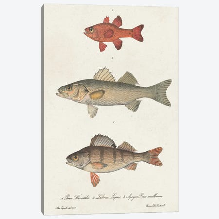 Species of Antique Fish II Canvas Print #WAG248} by World Art Group Portfolio Art Print