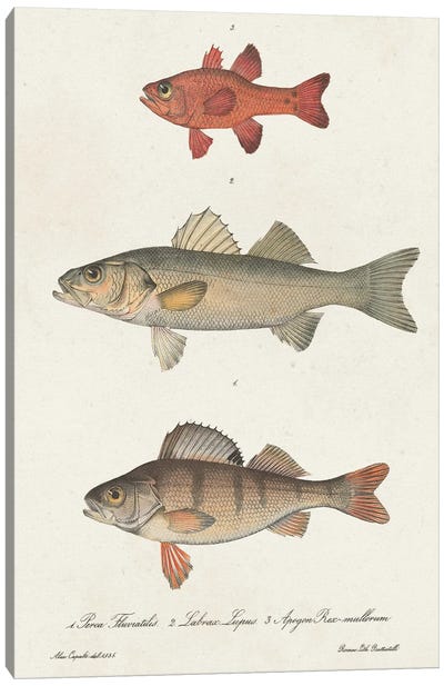 Species of Antique Fish II Canvas Art Print - World Art Group Portfolio