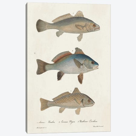 Species of Antique Fish III Canvas Print #WAG250} by World Art Group Portfolio Canvas Wall Art