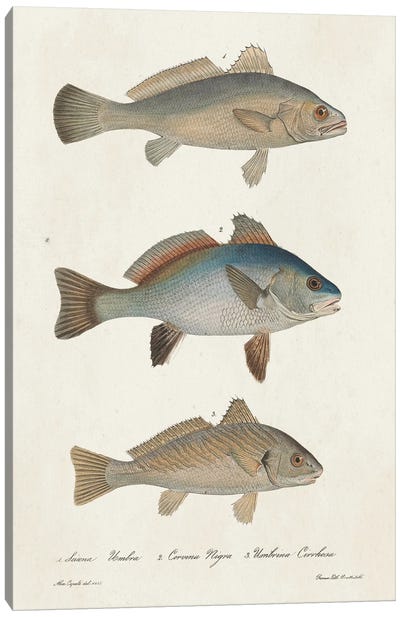 Species of Antique Fish III Canvas Art Print - World Art Group Portfolio