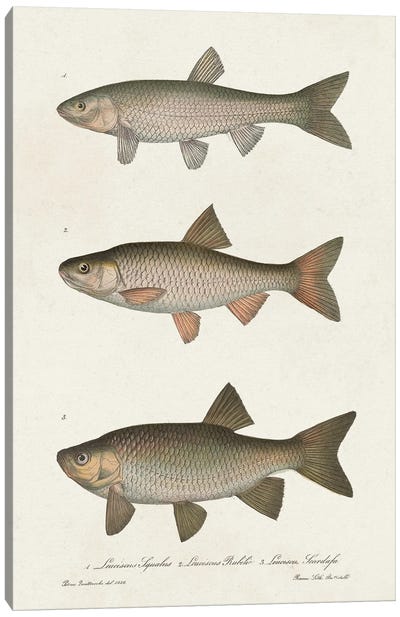 Species of Antique Fish IV Canvas Art Print - World Art Group Portfolio