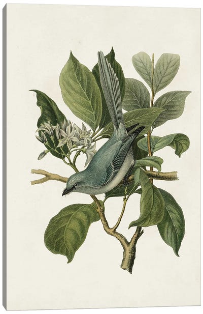 Antique Bird Trio II Canvas Art Print - Botanical Illustrations