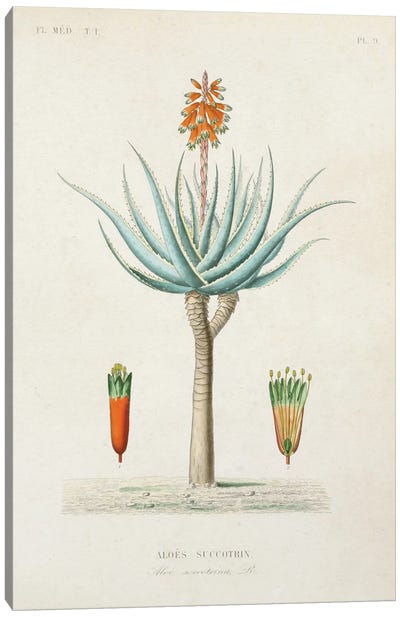 Antique Tree With Fruit I Canvas Art Print - Botanical Illustrations