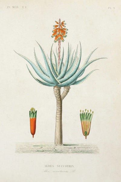 World Art Group Portfolio: Antique Tree With Fruit I by World Art Group Portfolio