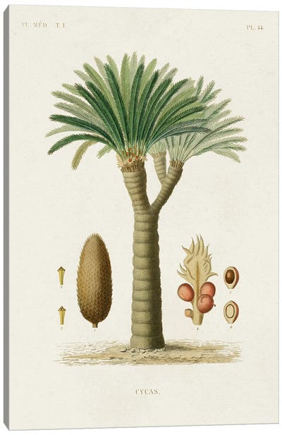 Antique Tree With Fruit V Canvas Art Print - Botanical Illustrations