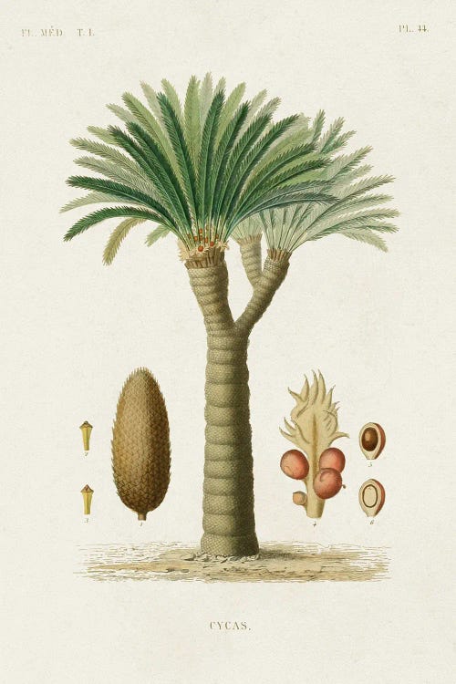 Antique Tree With Fruit V