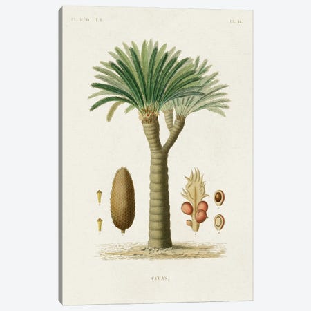 Antique Tree With Fruit V Canvas Print #WAG271} by World Art Group Portfolio Canvas Art