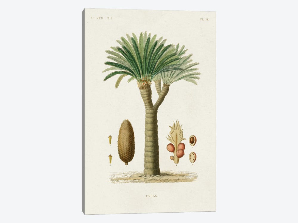 Antique Tree With Fruit V by World Art Group Portfolio 1-piece Art Print