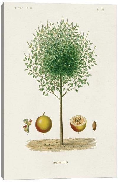 Antique Tree With Fruit VII Canvas Art Print - Botanical Illustrations