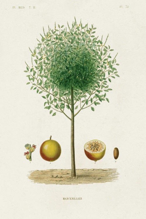 Antique Tree With Fruit VII