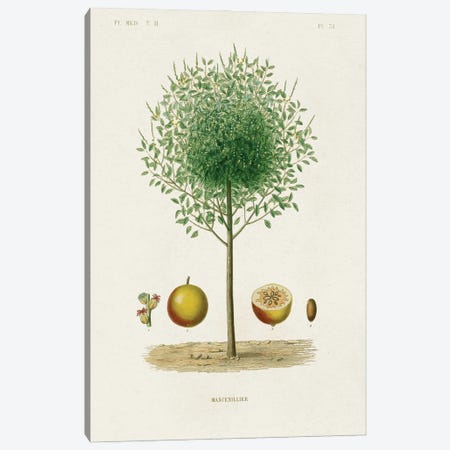 Antique Tree With Fruit VII Canvas Print #WAG272} by World Art Group Portfolio Canvas Artwork