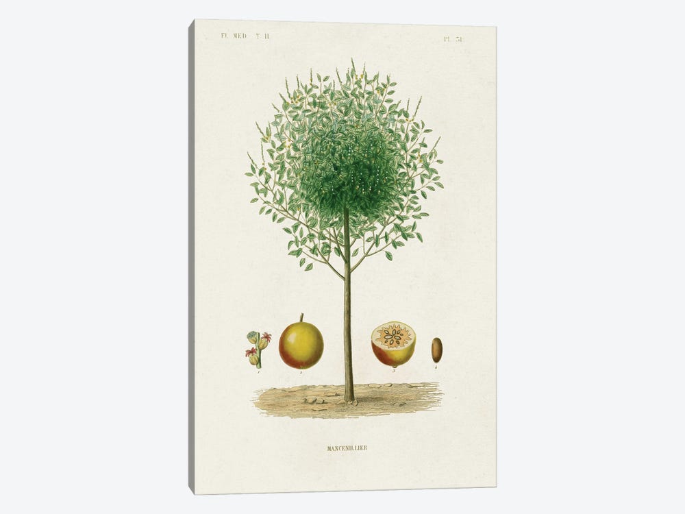 Antique Tree With Fruit VII by World Art Group Portfolio 1-piece Canvas Wall Art