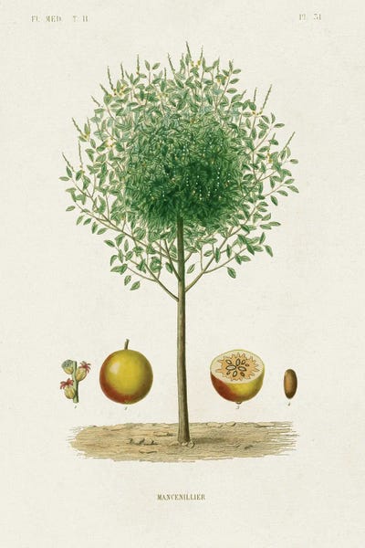 World Art Group Portfolio: Antique Tree With Fruit VII by World Art Group Portfolio