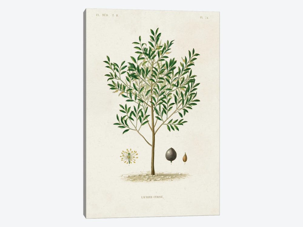 Antique Tree With Fruit XII by World Art Group Portfolio 1-piece Art Print