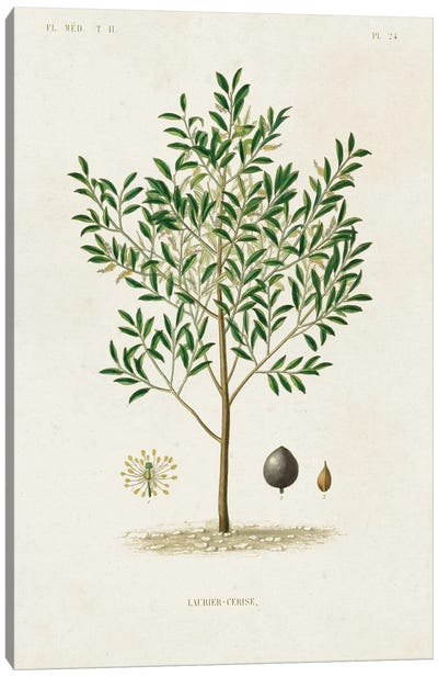 Antique Tree With Fruit XII Canvas Art Print - Botanical Illustrations