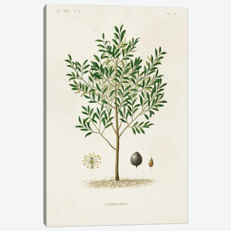 Antique Tree With Fruit XII Canvas Print #WAG273} by World Art Group Portfolio Canvas Artwork
