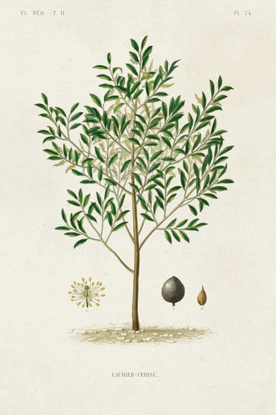 World Art Group Portfolio: Antique Tree With Fruit XII by World Art Group Portfolio