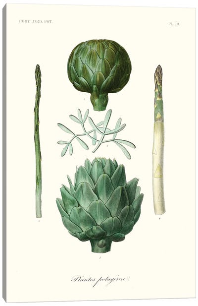 Fruit & Vegetable Varieties II Canvas Art Print - Botanical Illustrations