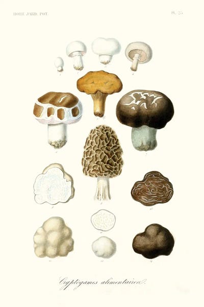 World Art Group Portfolio: Fruit & Vegetable Varieties IV by World Art Group Portfolio