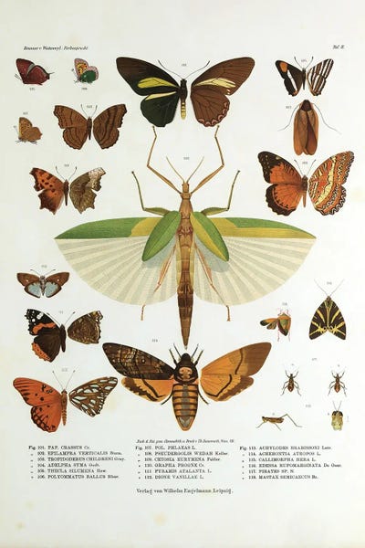 Winged Nature I by World Art Group Portfolio canvas print