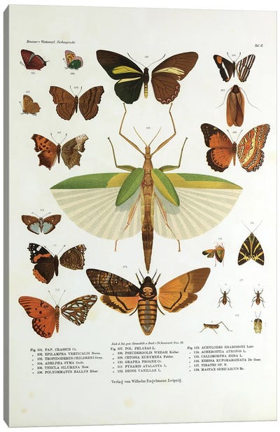 Winged Nature I Canvas Art Print - Botanical Illustrations