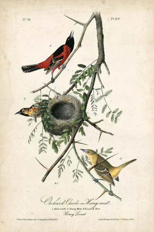 Orchard Orioles by John James Audubon wall art