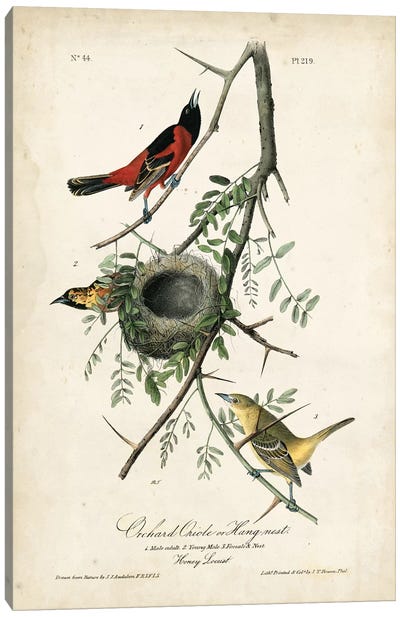 Orchard Orioles Canvas Art Print - John James Audubon