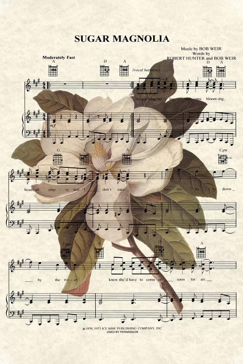 Sugar Magnolia