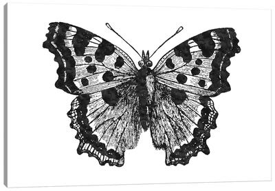 Butterfly I Black Canvas Art Print - Willow & Olive by Amy Brinkman