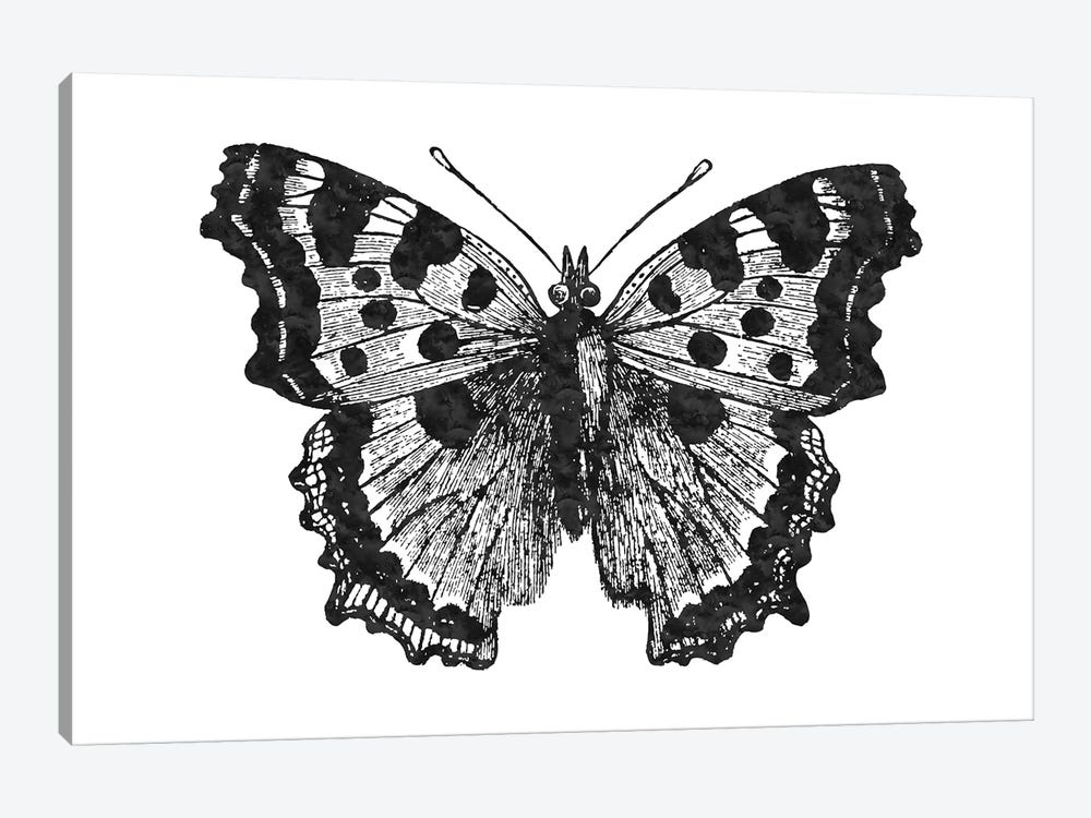 Butterfly I Black by Willow & Olive 1-piece Canvas Print