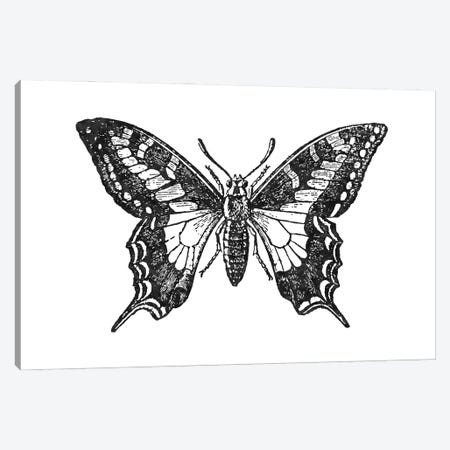 Butterfly II Black Canvas Print #WAO107} by Willow & Olive Canvas Art