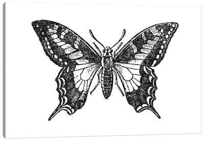 Butterfly II Black Canvas Art Print - Willow & Olive by Amy Brinkman