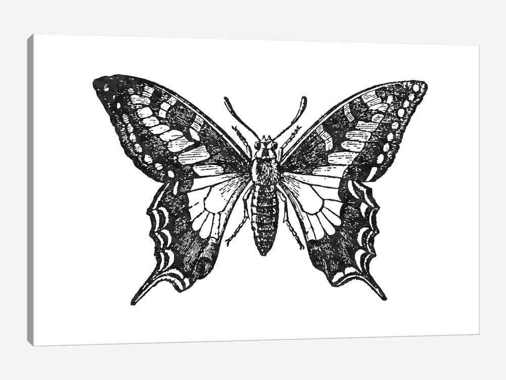 Butterfly II Black by Willow & Olive 1-piece Art Print