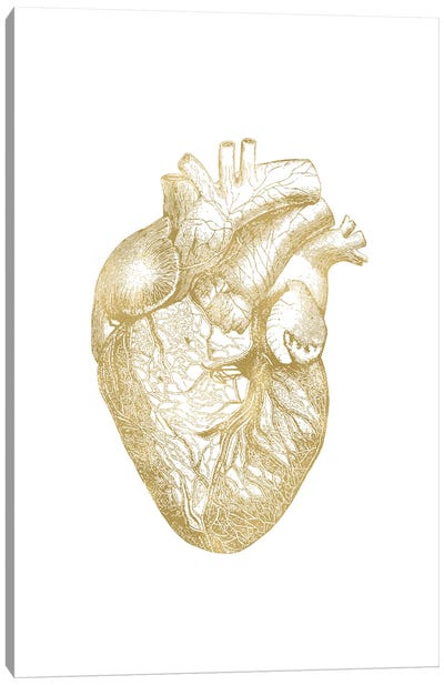 Heart Anatomical Gold Canvas Art Print - Anatomy Art