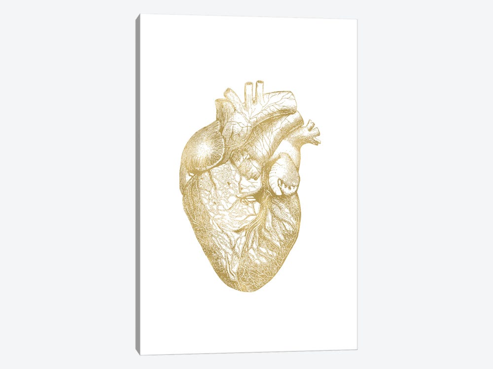 Heart Anatomical Gold by Willow & Olive 1-piece Canvas Art Print