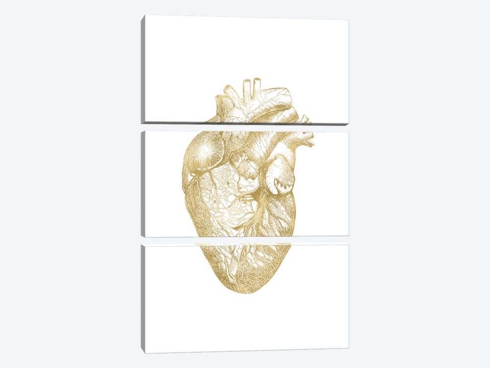 Heart Anatomical Gold by Willow & Olive 3-piece Canvas Art Print