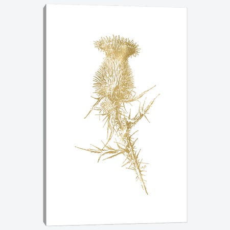 Thistle I Gold Canvas Print #WAO130} by Willow & Olive Canvas Art