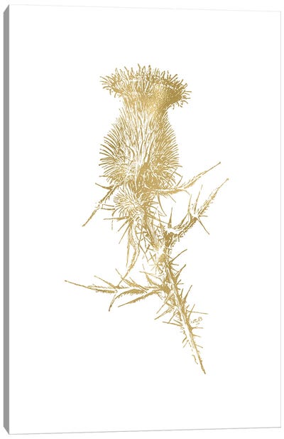 Thistle I Gold Canvas Art Print - Willow & Olive by Amy Brinkman