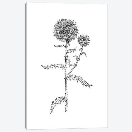Thistle II Black Canvas Print #WAO131} by Willow & Olive Canvas Art