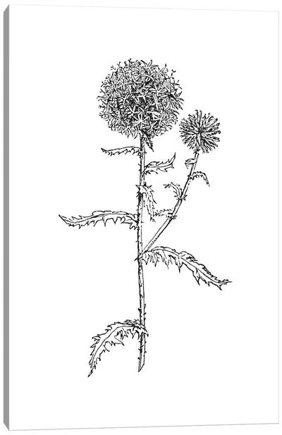 Thistle II Black Canvas Art Print - Willow & Olive by Amy Brinkman